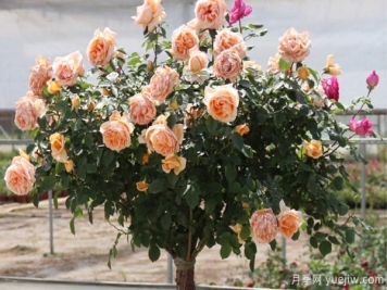 月季基地为大家介绍月季插条、苗床和拆杆的步骤