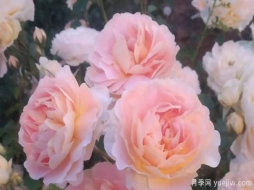 树状月季养殖备受大家受用的方法！