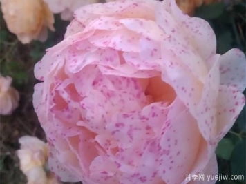 大花月季绽放很好看，不过也要注意养殖细节