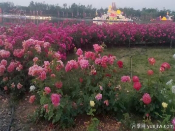 树状月季嫁接后，何时适合播种呢？