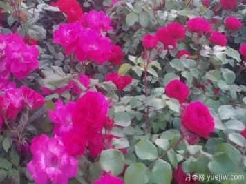 景区树状月季树的品种，具备的特点