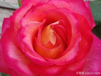 树状月季夏季时如何管理？