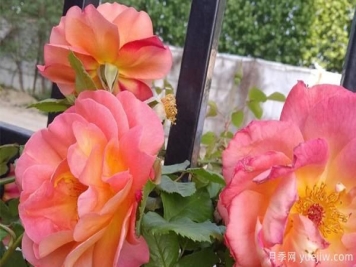 4公分树状月季种不好，可能会导致养不活的原因