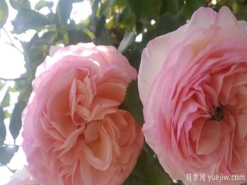 五月结束后，树状月季花修剪该注意什么呢