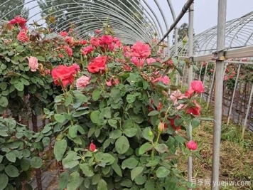 小月季花苗，如何管理会长得刚好呢？