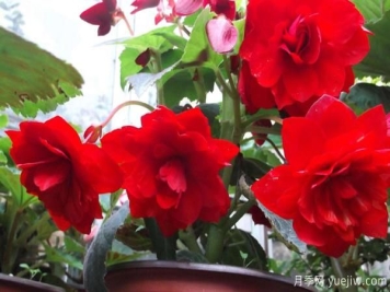 养大花月季时，该怎样换盆呢？哪些要注意