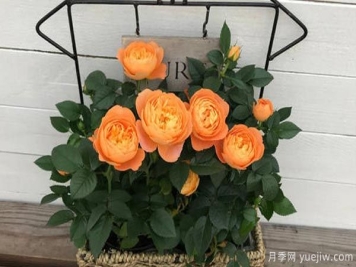 月季枯萎的其中一个原因，冻害也是一个因素