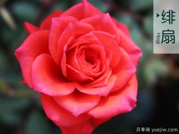 大花月季夏季管理六“怕”