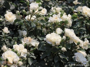 严格检疫把控源头才能做好月季扫帚病防治