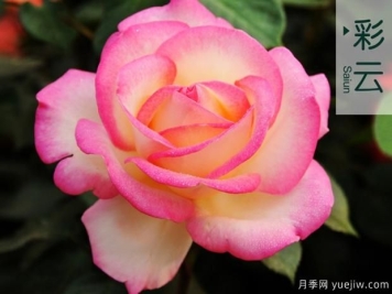 在高山育月季苗栽培技术是怎样的？