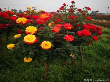 为什么市场上的月季品种五花八门价格也高低不一？