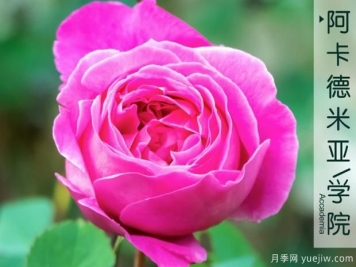 颇受大众喜爱的月季花有哪些是让人头疼的难养品种呢？