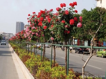 月季萌芽期，养护抓住这几点不断爆盆