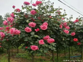 何为“盲枝”？为何要修剪月季盲枝？