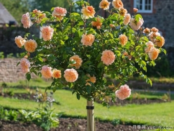 夏天养月季，几个办法hold住它 ！