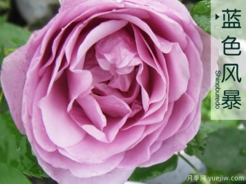 月季花有很多黄叶是怎么回事？