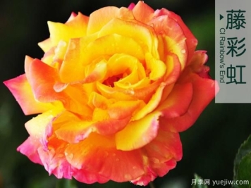 微型大花月季点缀阳台有这几种！