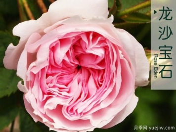 想让月季长得好 这些细节不能少