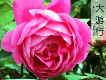 树状月季怎样才能开出更多的花？