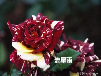 导致月季花黄叶常见的三个原因是什么？大花月季基地告诉你