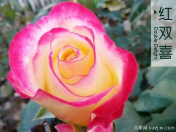 大花月季和丰花月季哪个更漂亮？二者有什么区别？