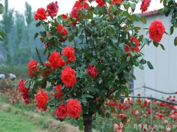 景观树状月季开的花很少是怎么回事？