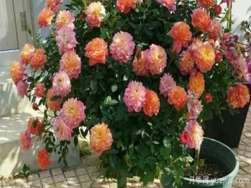 怎样提升盆栽树状月季苗的成活率？