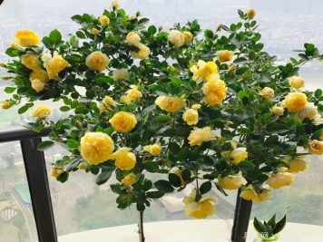 微型月季种植基保养自然环境和保养方式 很种重要，为花友们接触烦恼