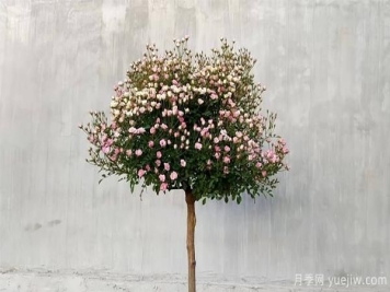 月季树嫁接时将芽点处的叶片剪掉取芽的操作步骤