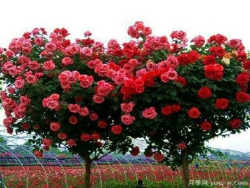 专业月季基地：月季红颈天牛病的防治