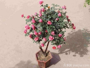“花中皇后”，花色秀美，四季常开看月季之乡的树状月季是如果养殖的？