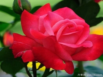 月季花养护，我们怎样让它成为真正的“月月红”呢？