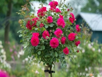 关于西峡树状月季的闷插法技巧！
