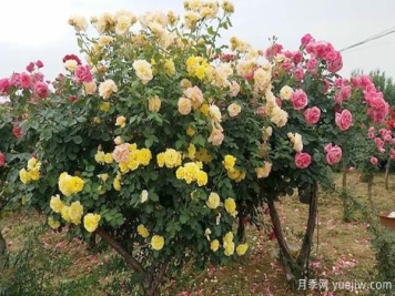 洛阳大花月季的施肥管理，你知道是怎样的吗？