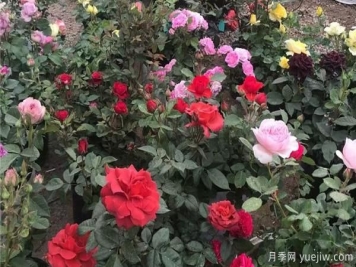 树状月季生长适应的环境怎么样？