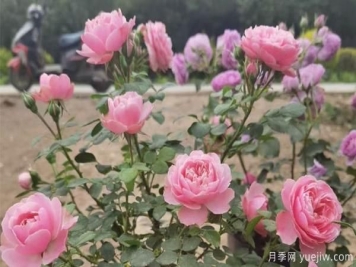 德州树状月季一般可以开多少次花？月季基地分享