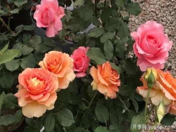 盆栽月季苗选购，在哪个阶段比较好呢？