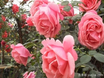 大花月季生长不良，多半是哪些因素呢？​