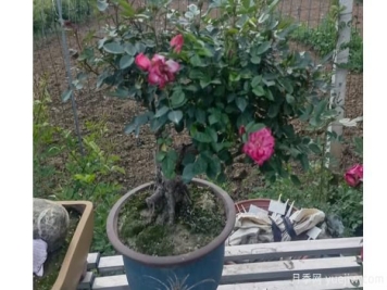 盆栽月季在夏季的管理技术，郑州月季基地分享