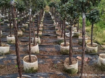 盆栽月季的打理步骤，你是否做对了呢？