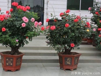 家里庭院中种植树状月季，注意光照问题乃是重中之重