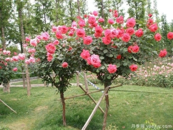 树状月季种植基地教你走出嫁接两大误区