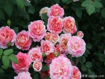 我们在种植的时候要按照什么样的方法步骤来进行呢？