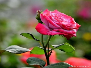 月季人称花中皇后，那么它开花的关键是什么？