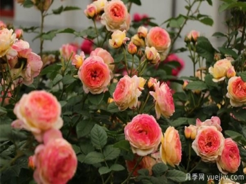 朋友们，有喜欢比较香的月季话吗？月季基地给你推荐来了