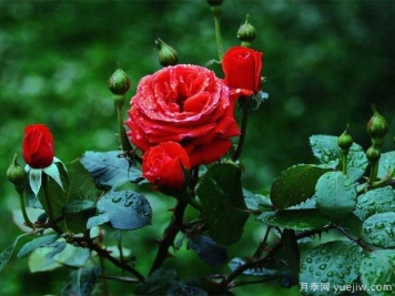 夏季养藤本月季的技巧，花友快来看看吧