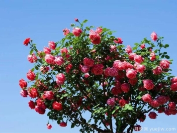 自己种的月季不能乱修剪以及留意不抗病品种