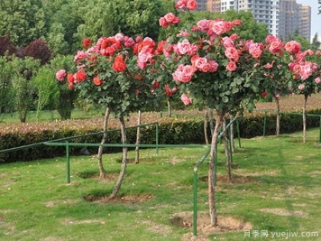 庭院树状月季种养，土壤问题也要选对！