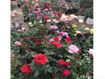 树状大花月季的养育步骤，这几个要点要弄好呦