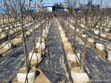 树状月季生长挺好但不开花可能是什么因素？